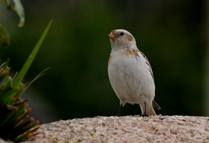 Snow Bunting