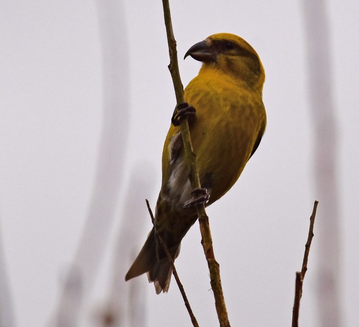 Crossbill