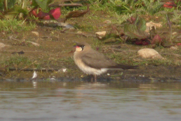 Oriental Pratincole