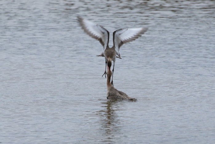 Black-tailed Godwit
