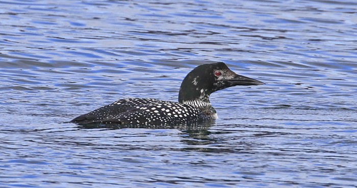 Great Northern Diver