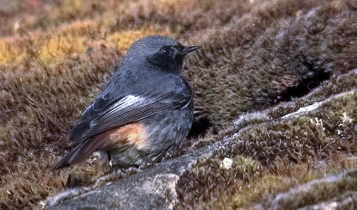 Black Redstart
