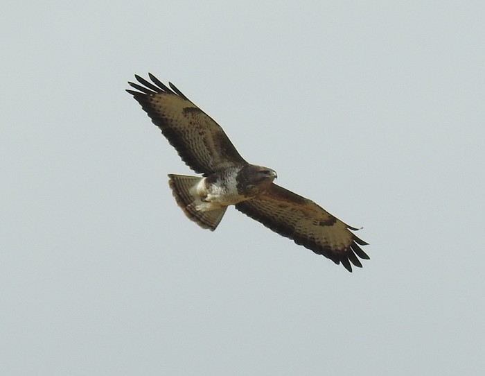 Buzzard