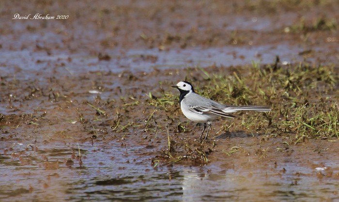 White Wagtail 