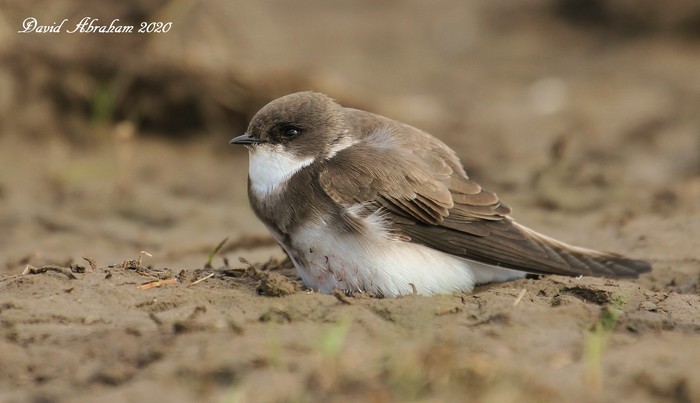 Sand Martin