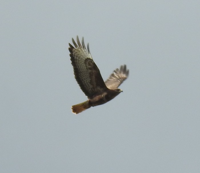 Buzzard