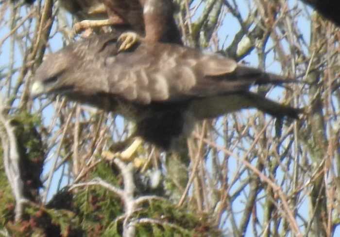 buzzard 