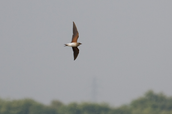 Oriental Pratincole