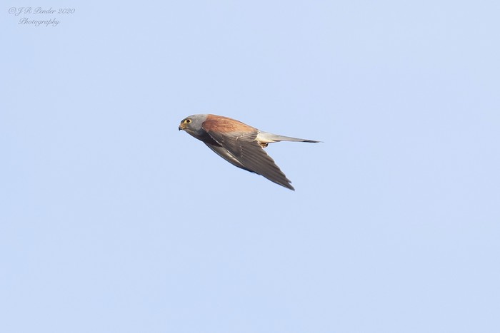 Lesser Kestrel