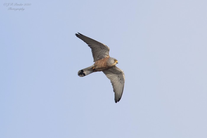 Lesser Kestrel
