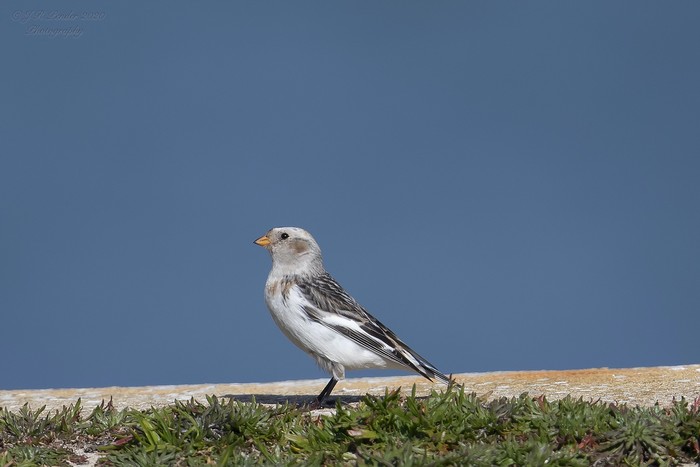 Snow Bunting