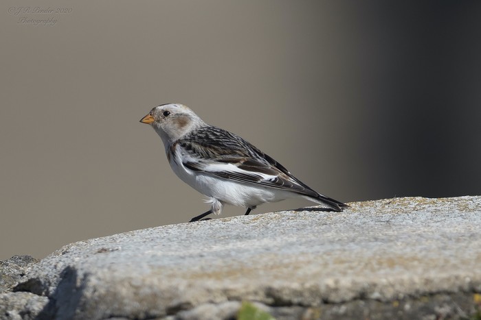 Snow Bunting
