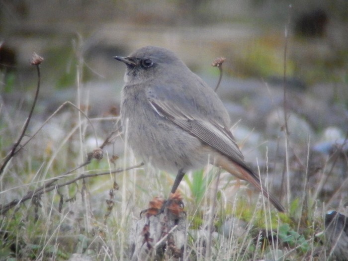 Black Redstart