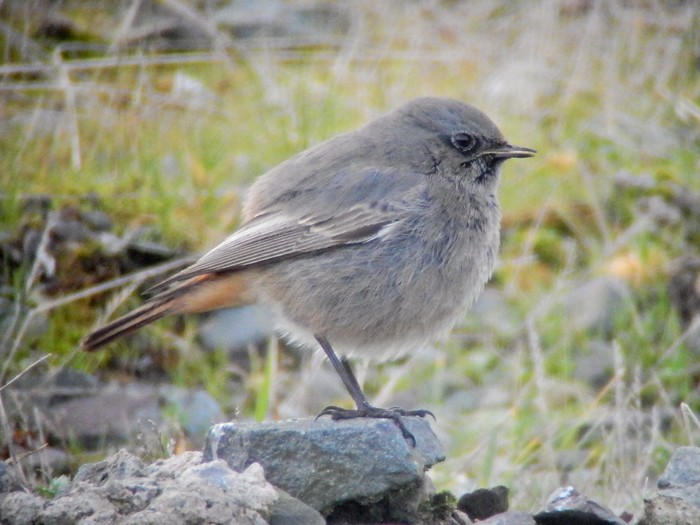 Black Redstart
