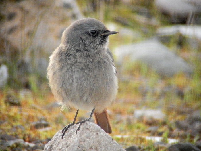 Black Redstart