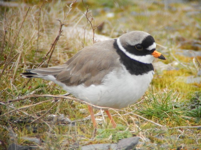 Ringed Plover