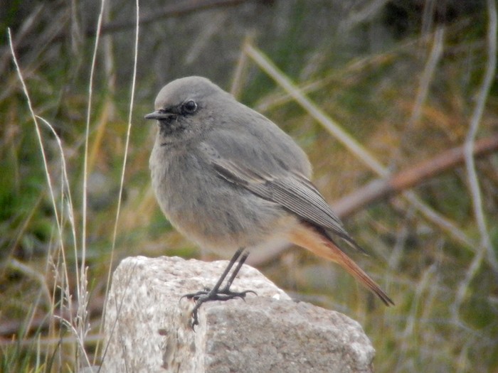 Black Redstart