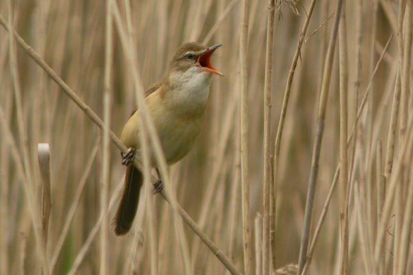 Great Reed Warbler