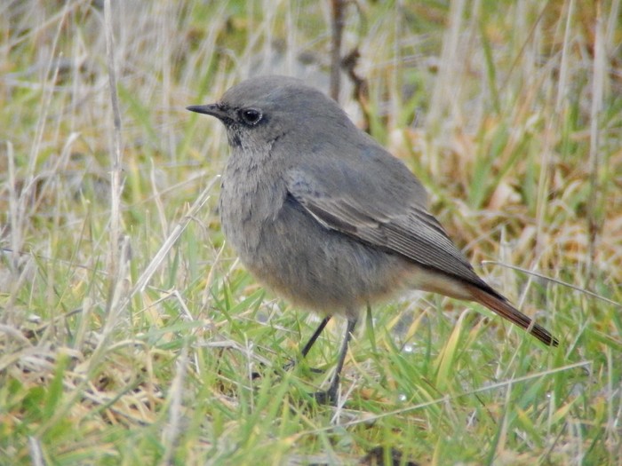 Black Redstart