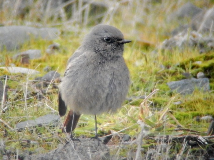 Black Redstart