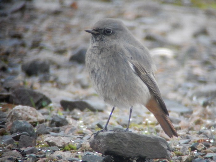 Black Redstart