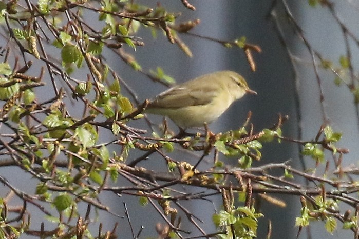 Willow Warbler