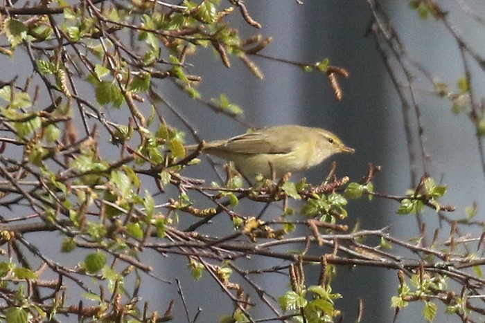 Willow Warbler