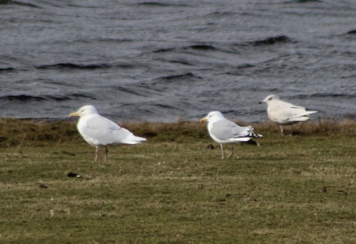 Glaucous Gull