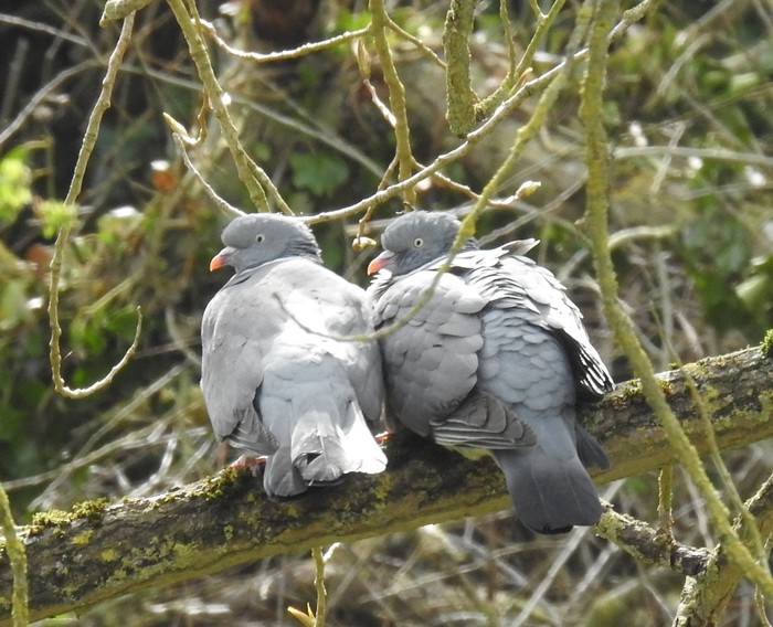 woodpigeon