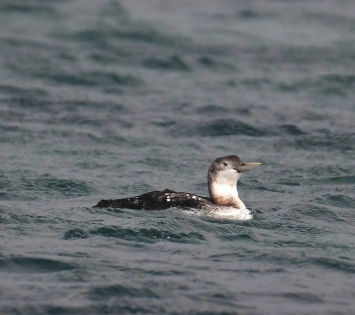 White-billed Diver