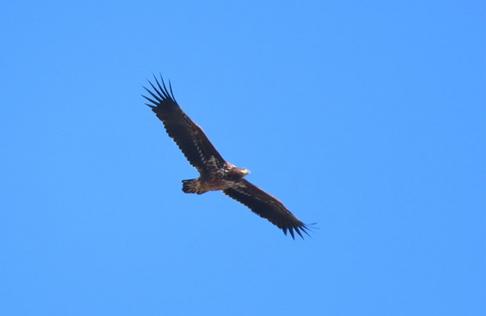 White-tailed Eagle