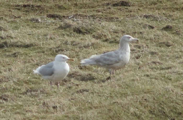 Glaucous Gull