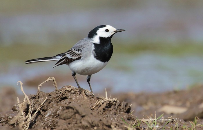 White Wagtail 