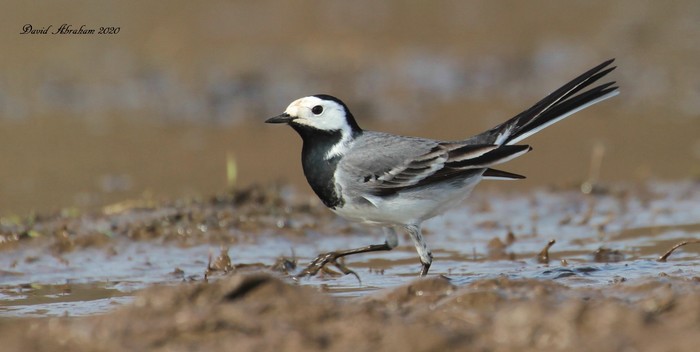 White Wagtail 