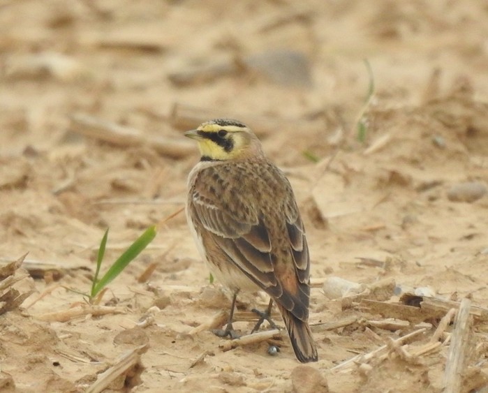 Shorelark
