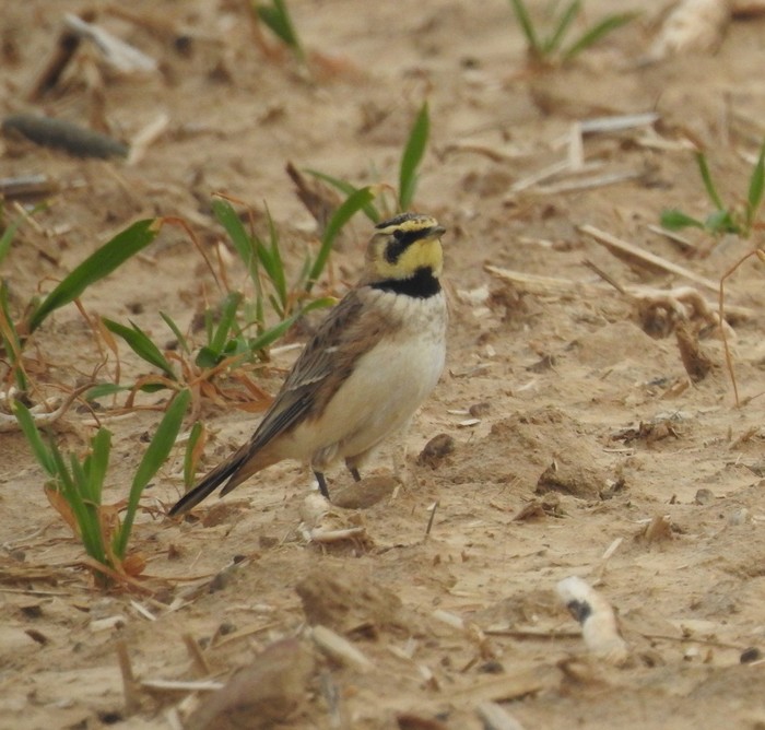 Shorelark