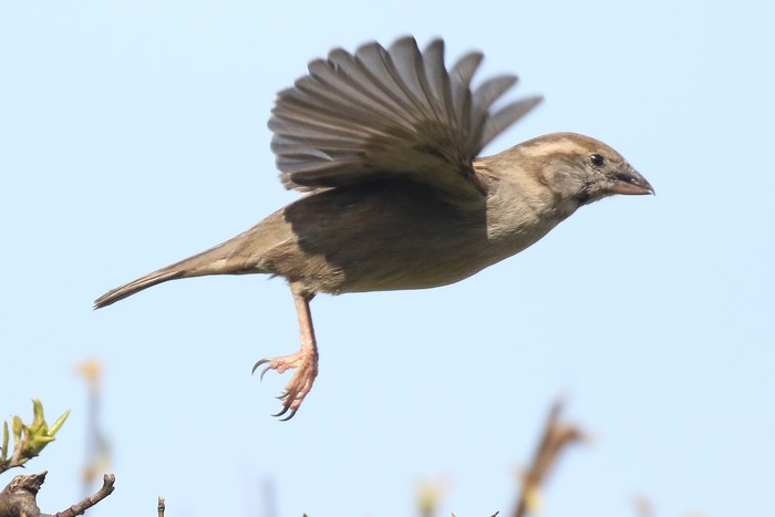 House Sparrow