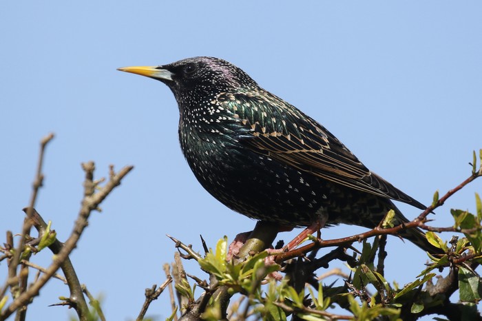 Starling