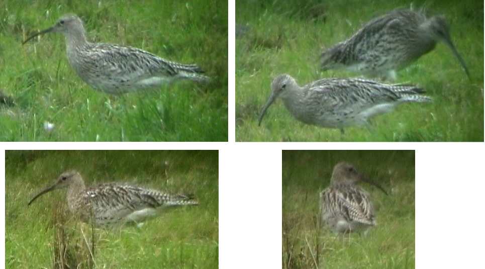 Curlew