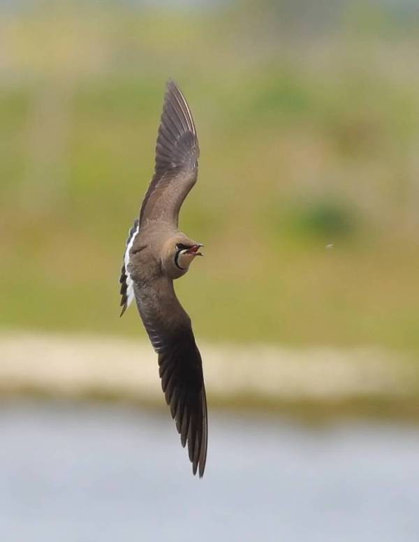 Oriental Pratincole