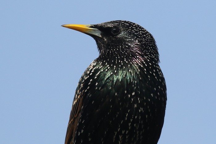 Starling