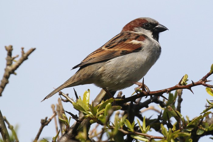 House Sparrow
