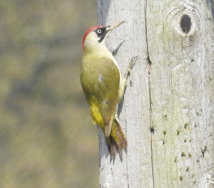 Green Woodpecker