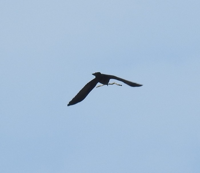 Carrion Crow