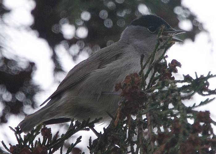 Blackcap