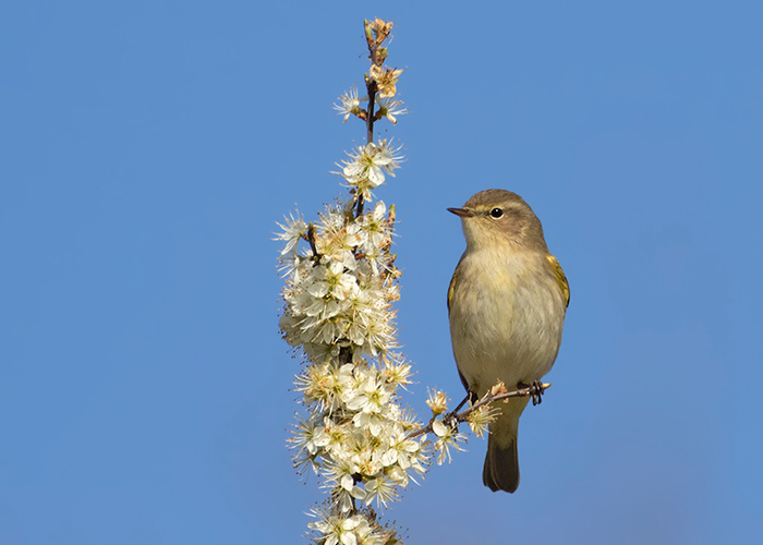 Chiffchaff