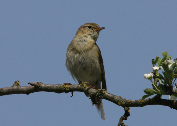 Iberian Chiffchaff
