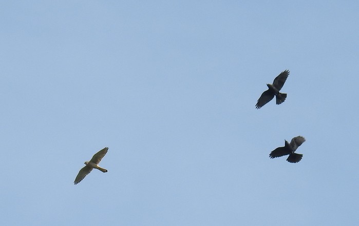 kestrel 