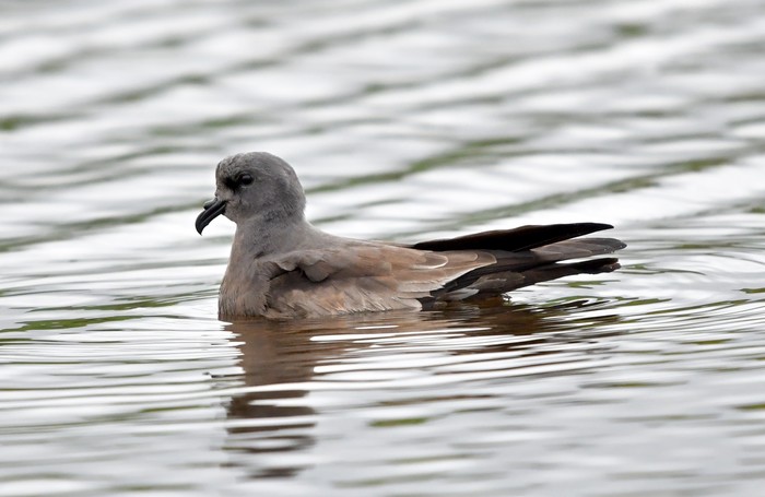 Leach's Petrel