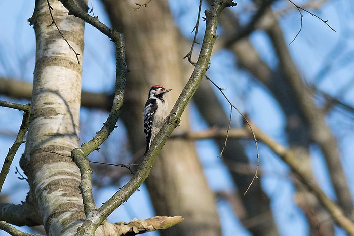 Lesser Spotted Woodpecker